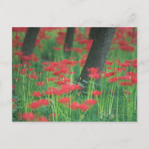 Cluster-Amaryllis Postkarte