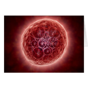 Cluster De Blastomères Formant Une Morula