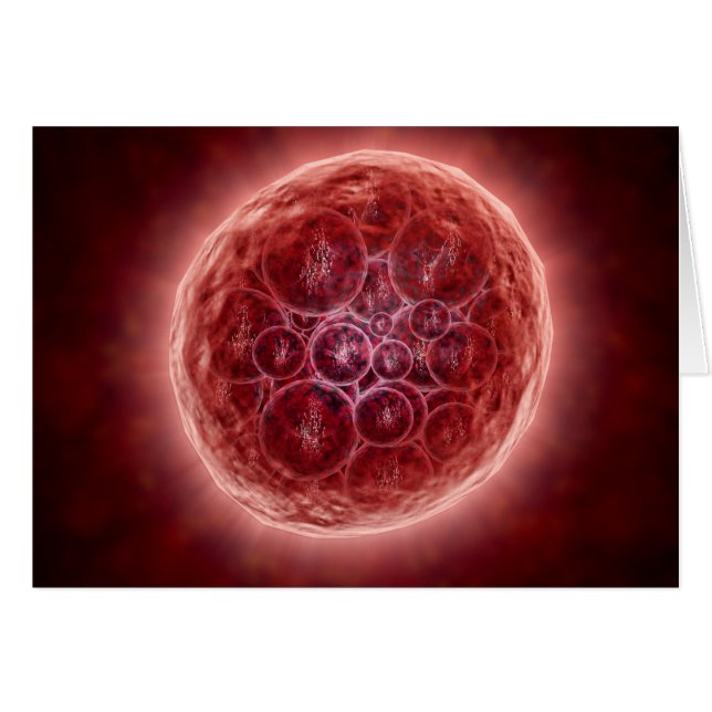 Cluster De Blastomères Formant Une Morula (Devant horizontal)