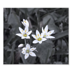 Cluster für Mini-Blume Makro-Foto BW/Farbdruck Fotodruck