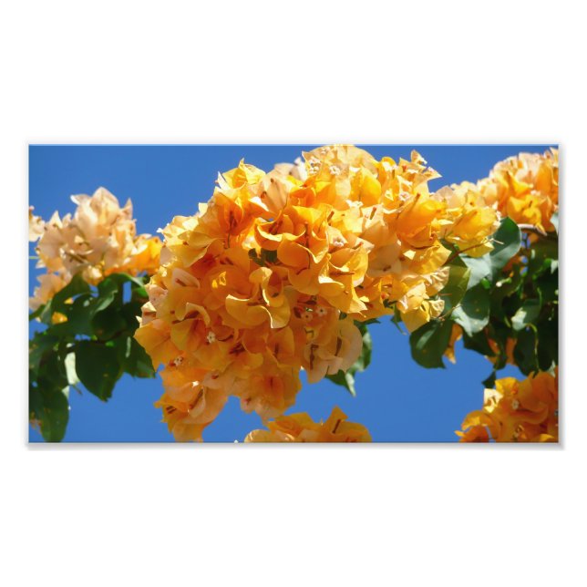 Cluster Golden Bougainvillea Floral Fotodruck (Vorne)