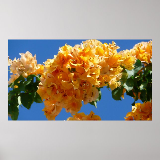 Cluster Golden Bougainvillea Floral Poster (Vorne)