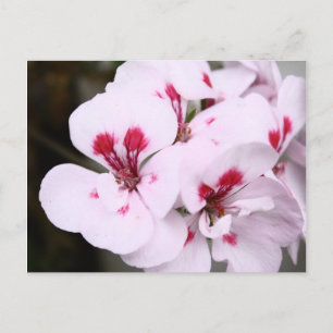 Cluster Hübscher Geranenblüten in Weiß und Rosa Postkarte