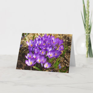 Cluster Lila Crocuses Frühlingsfloral Karte