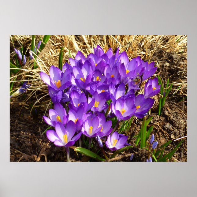 Cluster Lila Crocuses Frühlingsfloral Poster (Vorne)