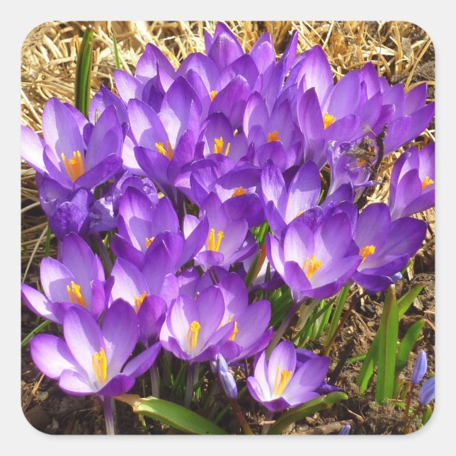 Cluster Lila Crocuses Frühlingsfloral Quadratischer Aufkleber (Vorderseite)