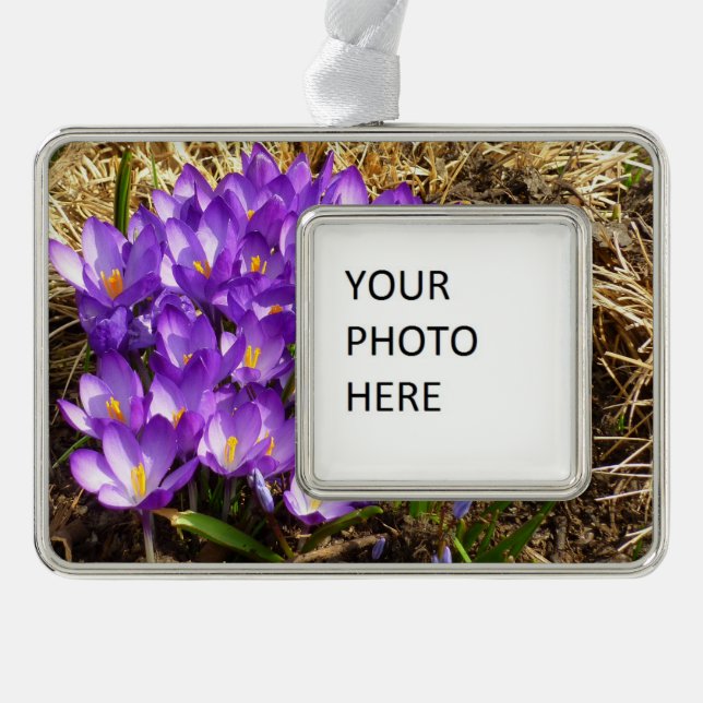 Cluster Lila Crocuses Frühlingsfloral Rahmen-Ornament Silber (Vorderseite)