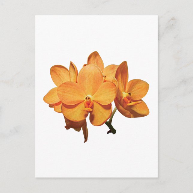Cluster Orange Orchids Postkarte (Vorderseite)