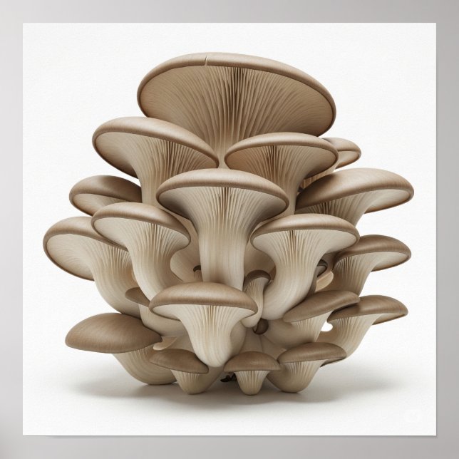Cluster Oyster Mushrooms Poster (Vorne)