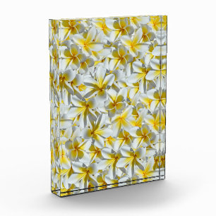Cluster von gelben und weißen Frangipani-Blume, Fotoblock