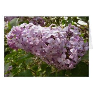 Cluster von Lilac Blossoms Frühlingsblumen