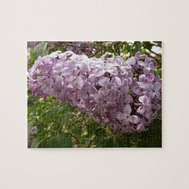 Cluster von Lilac Blossoms Frühlingsblumen (Horizontal)