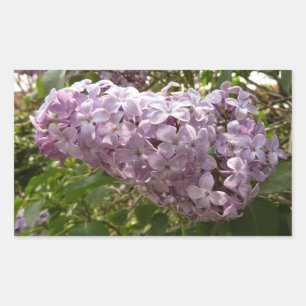 Cluster von Lilac Blossoms Frühlingsblumen Rechteckiger Aufkleber