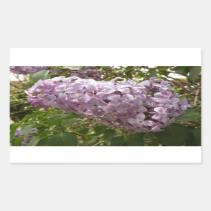 Cluster von Lilac Blossoms Frühlingsblumen Rechteckiger Aufkleber