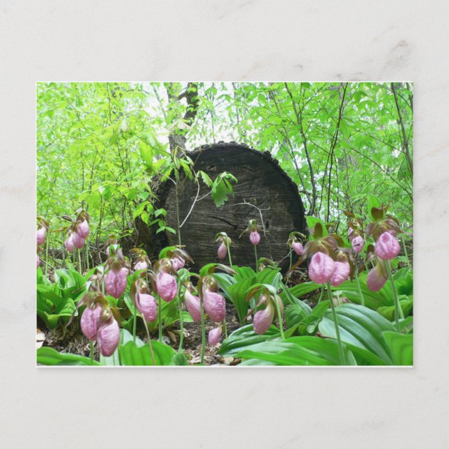 Cluster von Pink Lady Slippers Postkarte (Vorderseite)