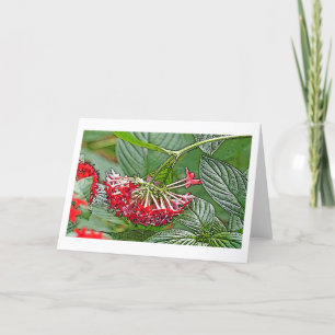 CLUSTER VON ROTEN PENTAS LANCEOLATA/STAR-BLUME KARTE