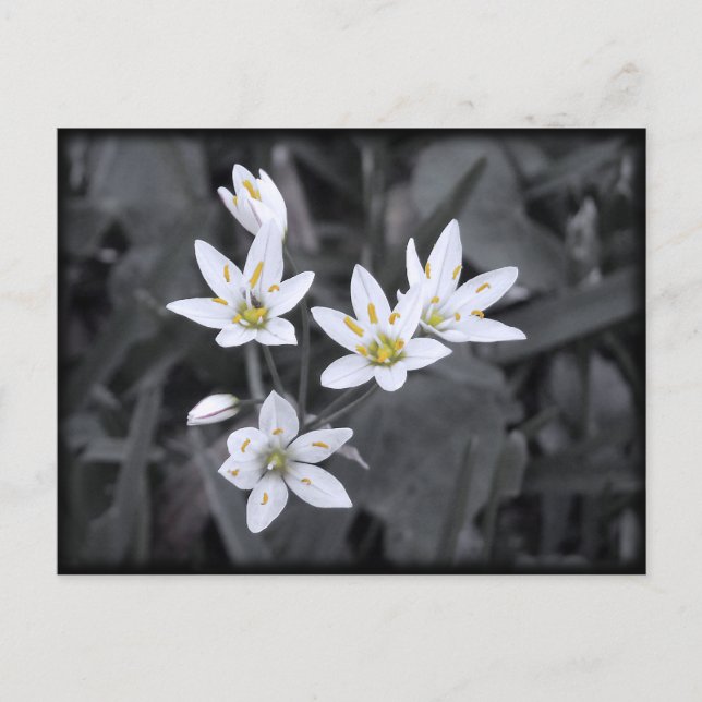 Cluster von Wildblumen Makro-Foto Postkarte (Vorderseite)