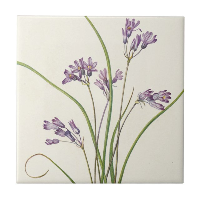 Clusterlilie von Mary Vaux Walcott Fliese (Vorderseite)