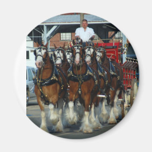 Clydesdale 6 Pferdeanhängevorrichtung Magnet