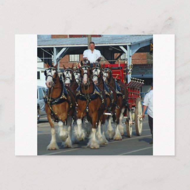 Clydesdale 6 Pferdeanhängevorrichtung Postkarte (Vorderseite)
