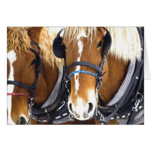 Clydesdale Draft Horses Card