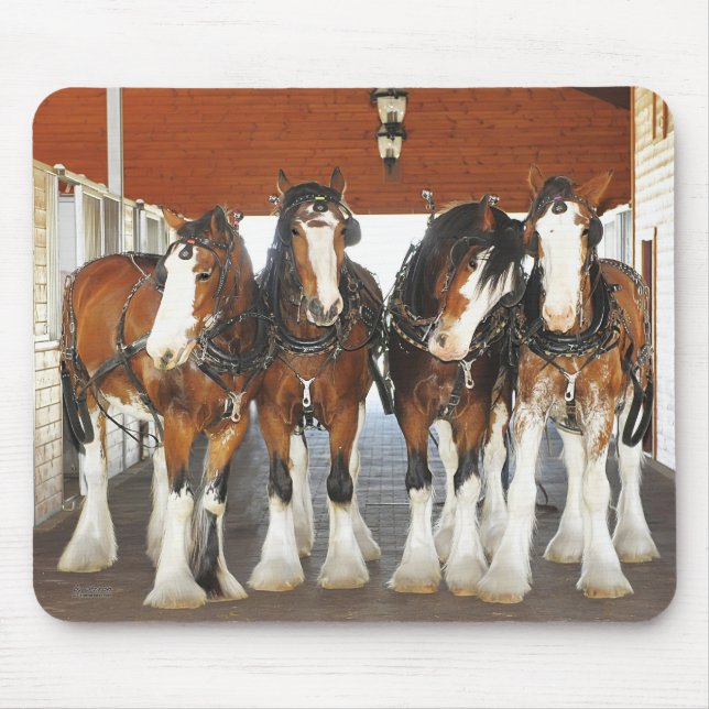 Clydesdale Entwurfs-Pferde in der Scheune Mousepad (Vorne)