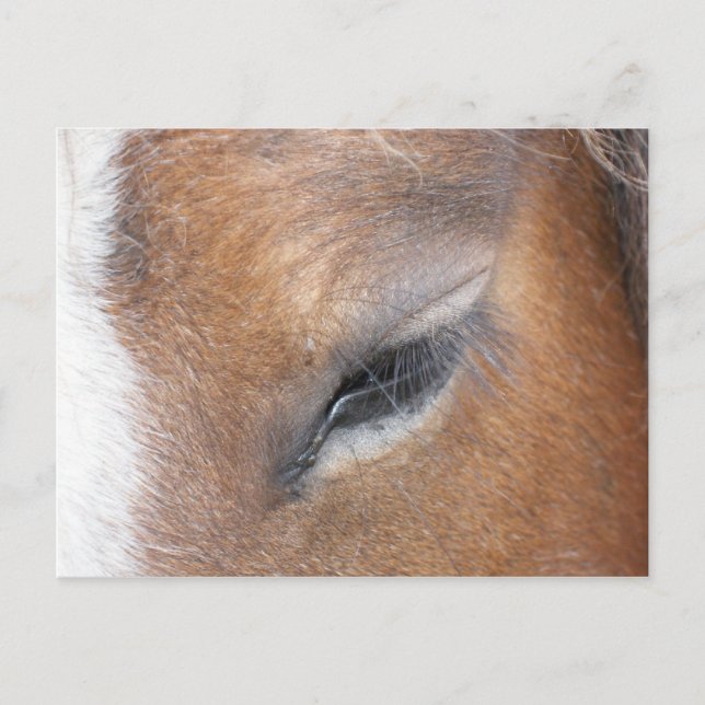 Clydesdale Eye Postkarte (Vorderseite)