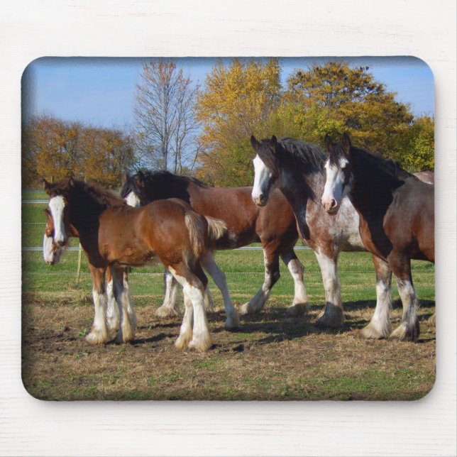 clydesdale Gruppe Mousepad (Vorne)