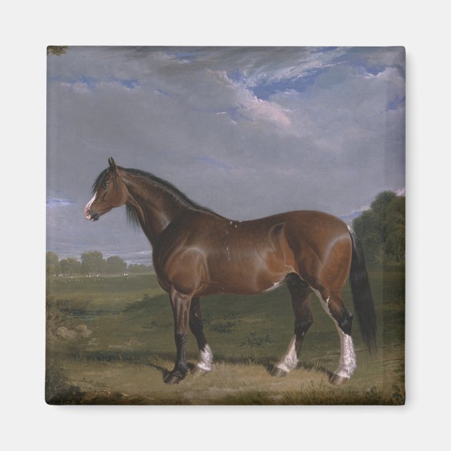 Clydesdale Hengst (Vollblutpferd) (Tier) Magnet (Vorne)