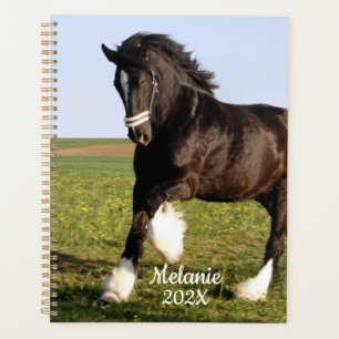 Clydesdale Horse   