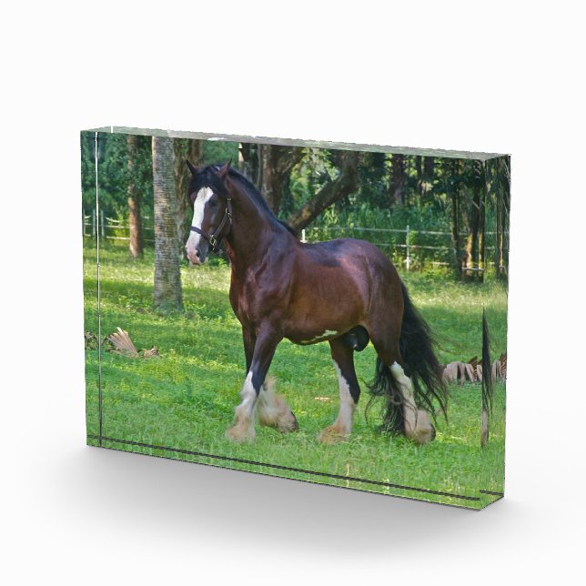 Clydesdale Horse Fotoblock (Rechts)