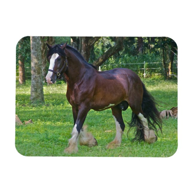Clydesdale Horse Magnet (Horizontal)