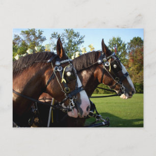 Clydesdale Horse Postkarte