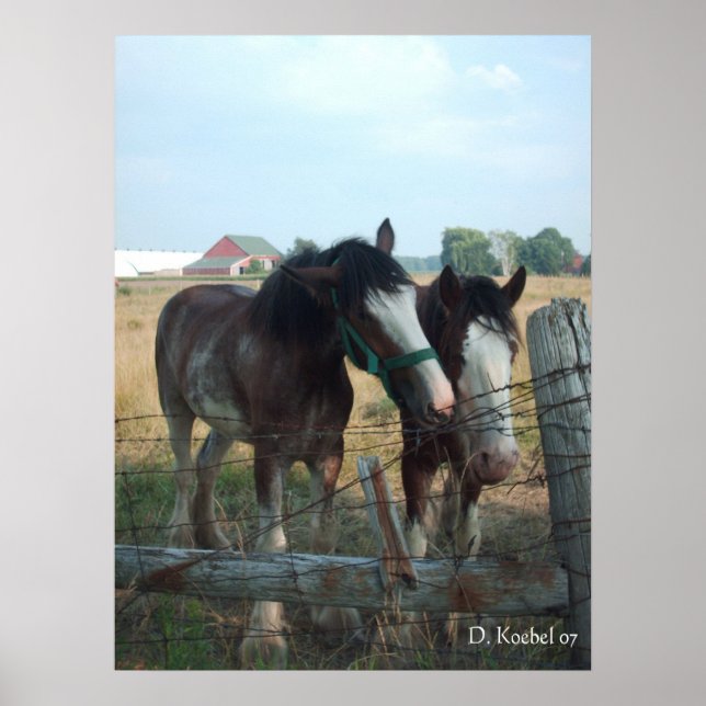 Clydesdale Horses Poster (Vorne)