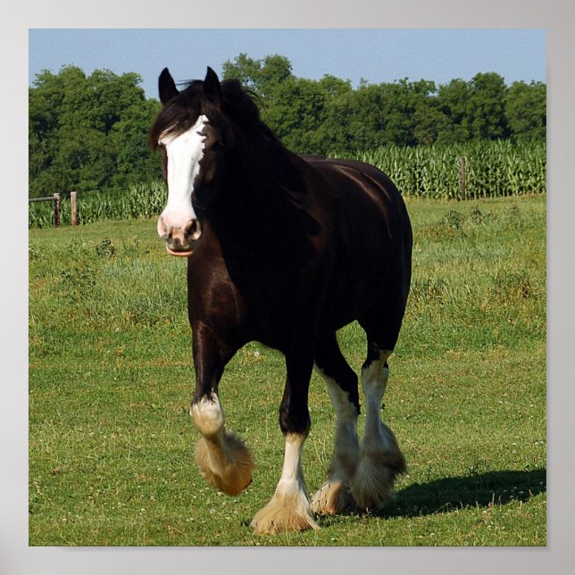 Clydesdale-Laufdruck Poster (Vorne)