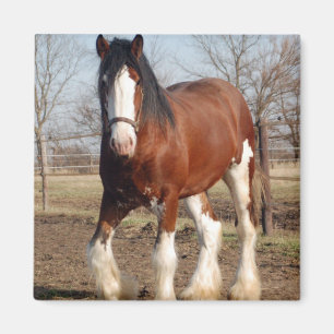 Clydesdale Magnet