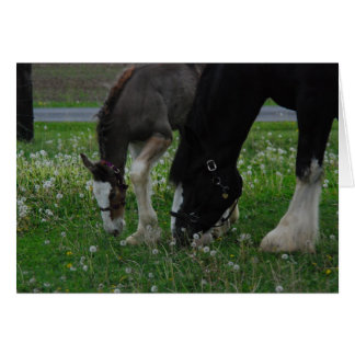 Clydesdale Mare & Colt