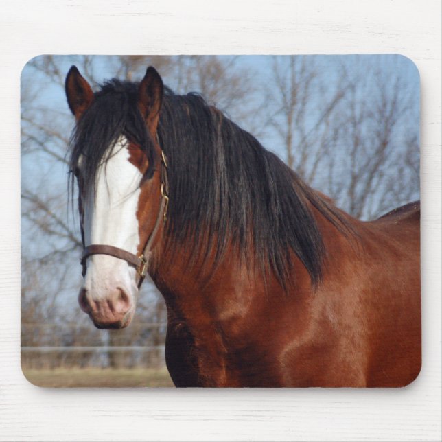 Clydesdale mousepad (Vorne)