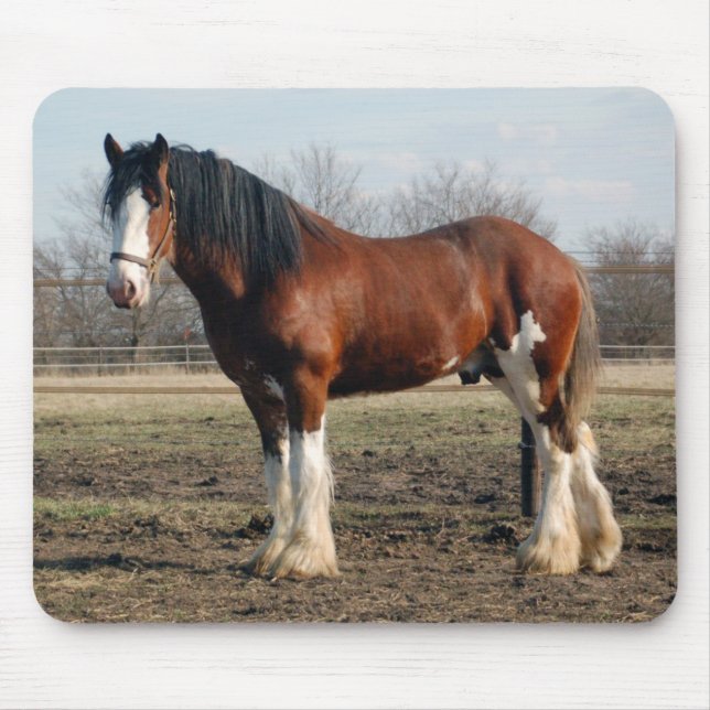 Clydesdale mousepad (Vorne)