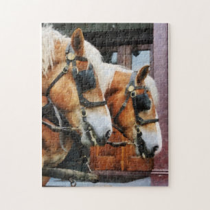 Clydesdale Nahaufnahme