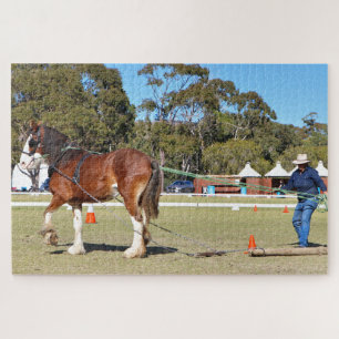 Clydesdale Pferd in einem Rundgang