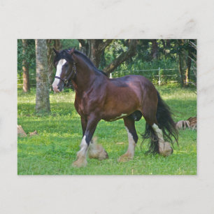 Clydesdale-Pferd Postkarte