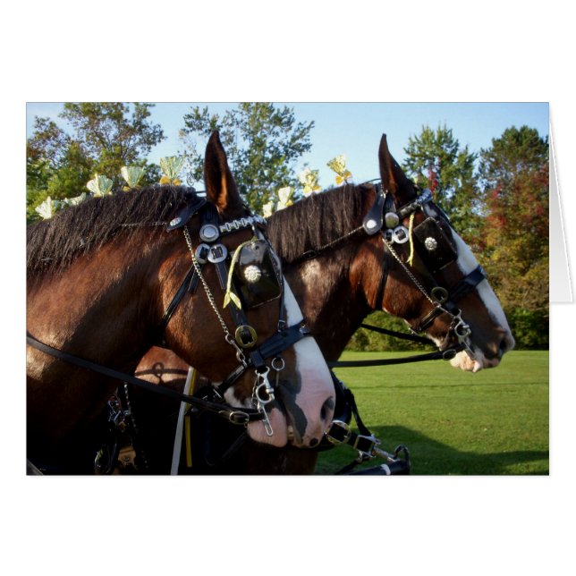 Clydesdale Pferde (Vorderseite (Horizontal))