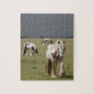 Clydesdale Pferde auf einem Feld, Northumberland,