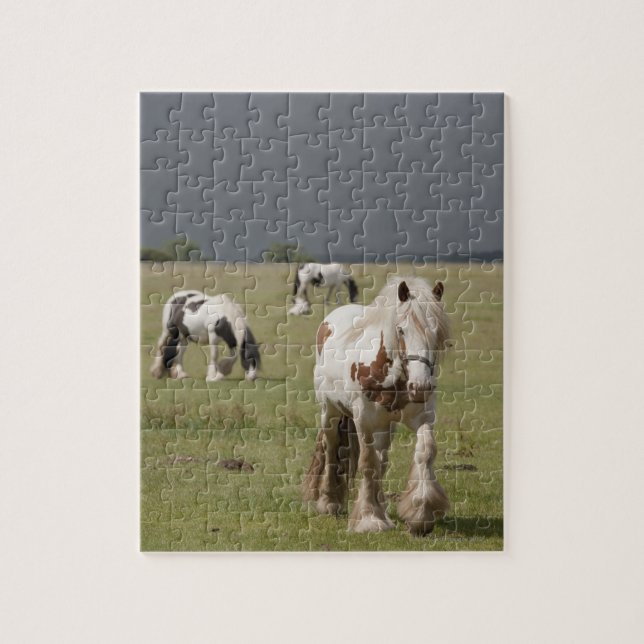 Clydesdale Pferde auf einem Feld, Northumberland, (Vertikal)