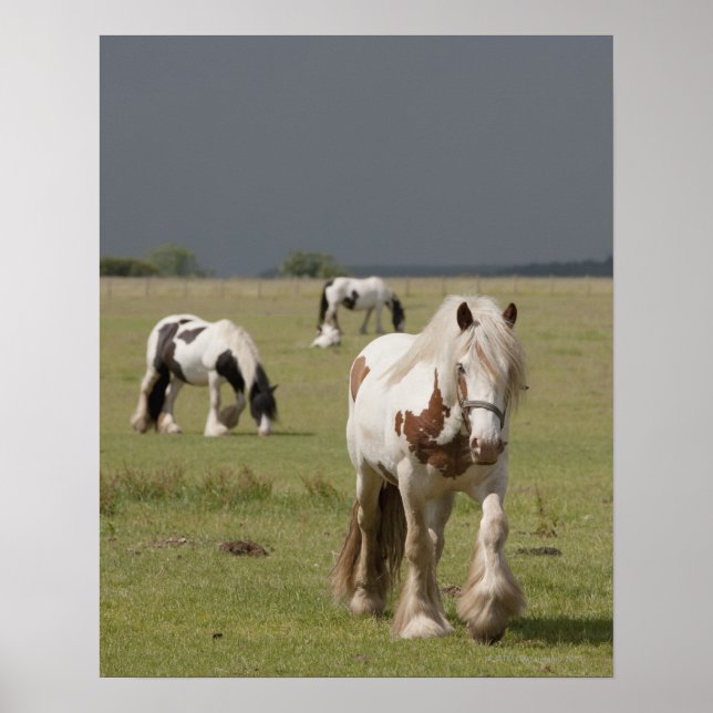 Clydesdale Pferde auf einem Feld, Northumberland, Poster (Vorne)