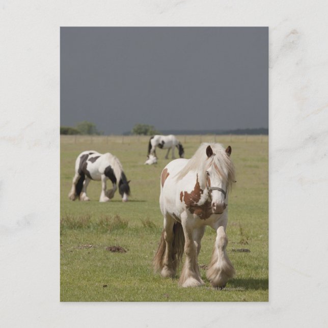 Clydesdale Pferde auf einem Feld, Northumberland, Postkarte (Vorderseite)