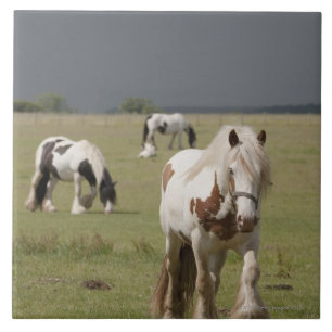 Clydesdale Pferde auf einem Gebiet, Fliese