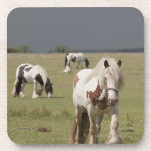 Clydesdale Pferde auf einem Gebiet, Getränkeuntersetzer
