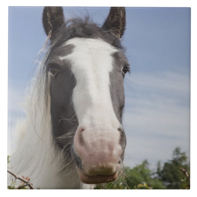 Clydesdale Pferdeporträt Fliese (Vorderseite)